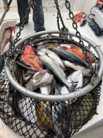 Kodiak Report Photo 1