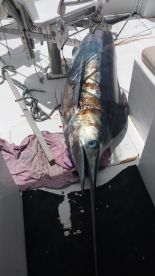 Grand Baie Report Photo 3