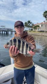 The convicts are back and are biting 