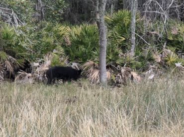Jacksonville Report Photo 2
