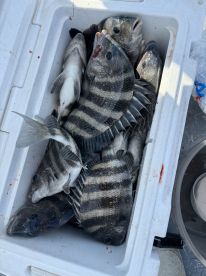 Sheepshead