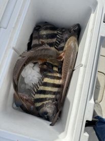 Sheepshead/Redfish/Trout