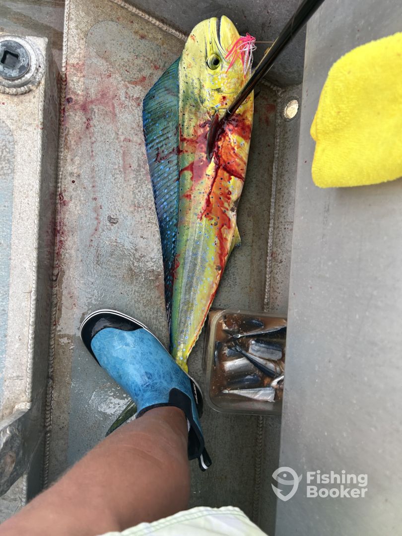 Haleiwa Report Photo 0