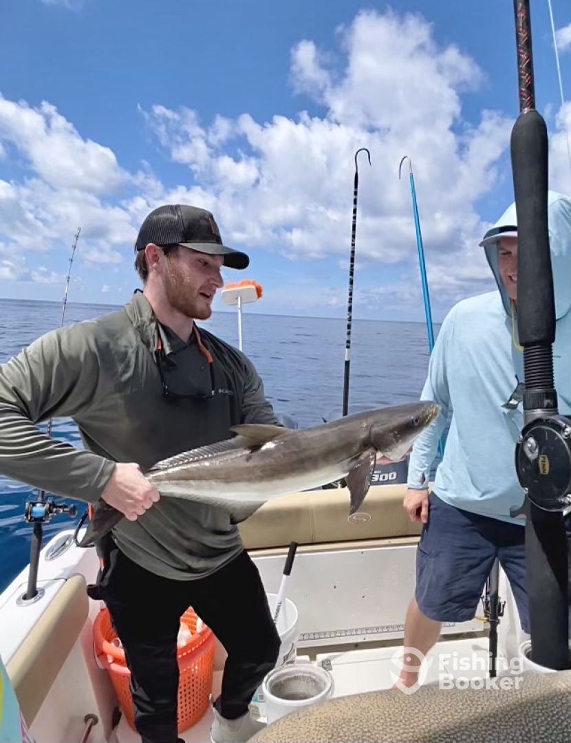 Cobia