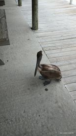 Port Canaveral Report Photo 2