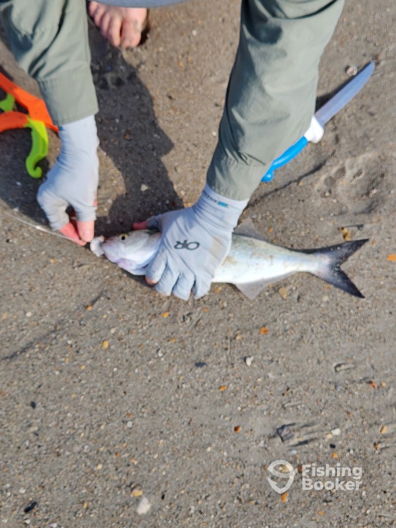 Kure Beach Report Photo 0