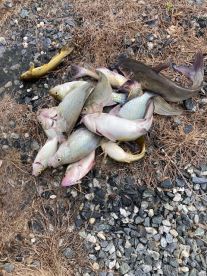 Randleman Report Photo 2