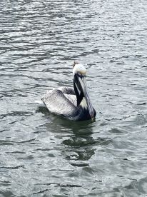 The wind didnt stop us