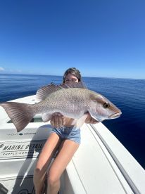 Monster mangrove snapper biting now