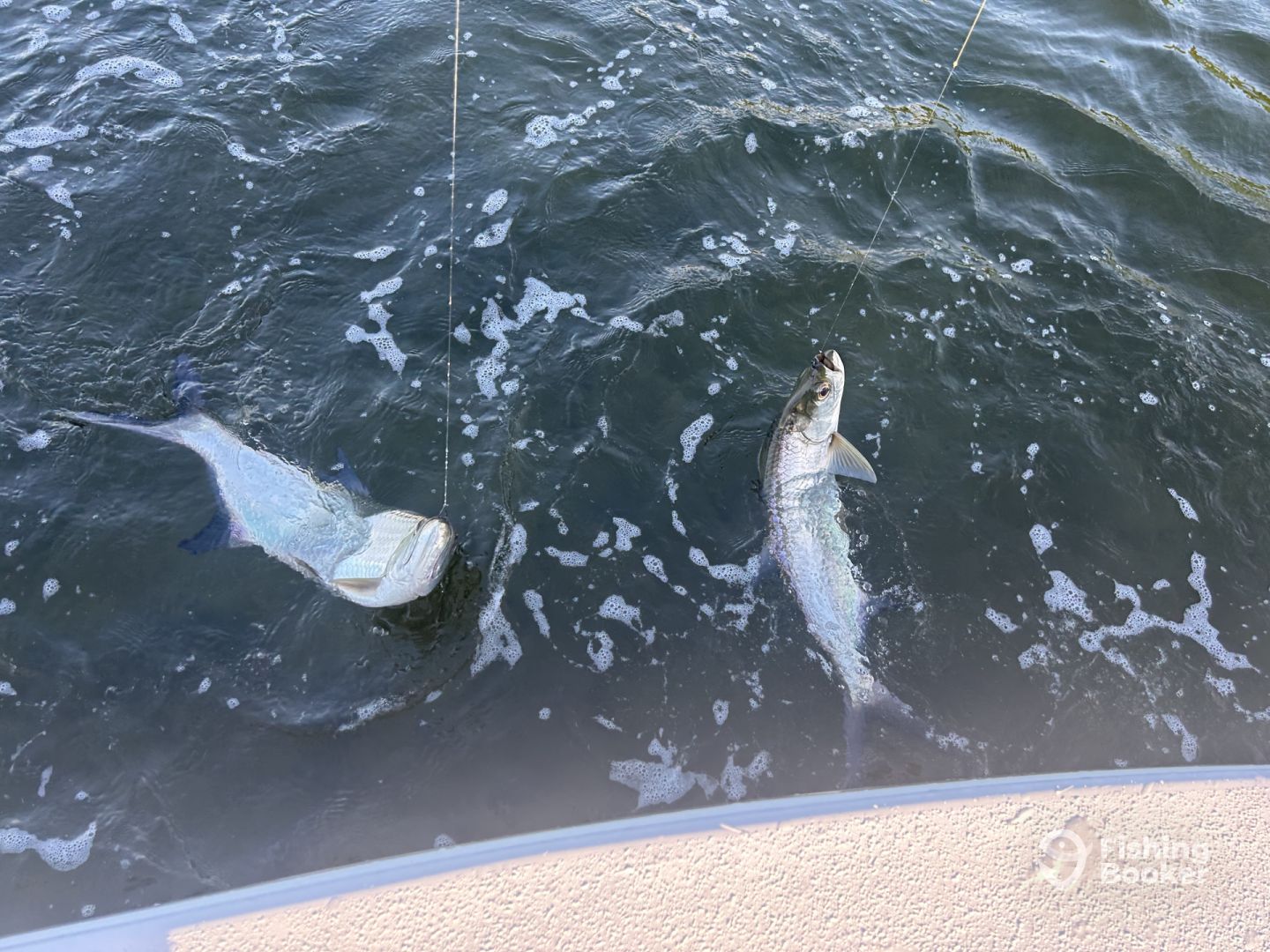 Key Largo Report Photo 0