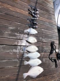 Flounder and sea bass