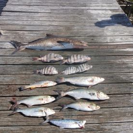 Manteo Report Photo 2