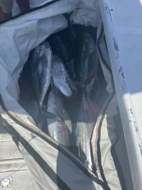 Cabo San Lucas Report Photo 2