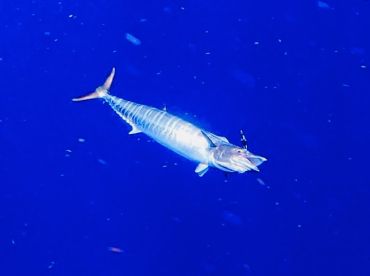 Fort Lauderdale Charter Fishing Report…6