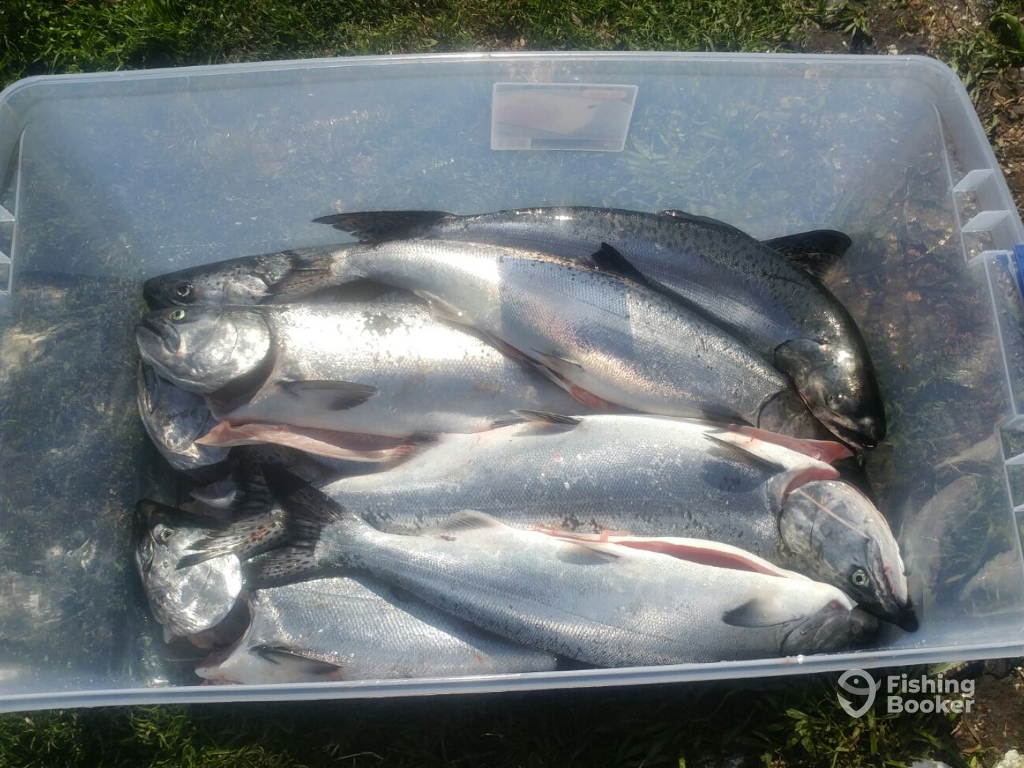 Friday's catch in Nanaimo, April 28, 2017
