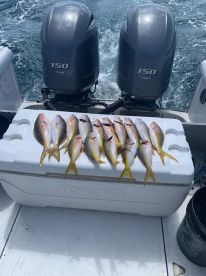 Melo yellow !! Yellow tails were out and