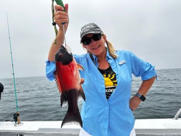 Big Male Sheepshead