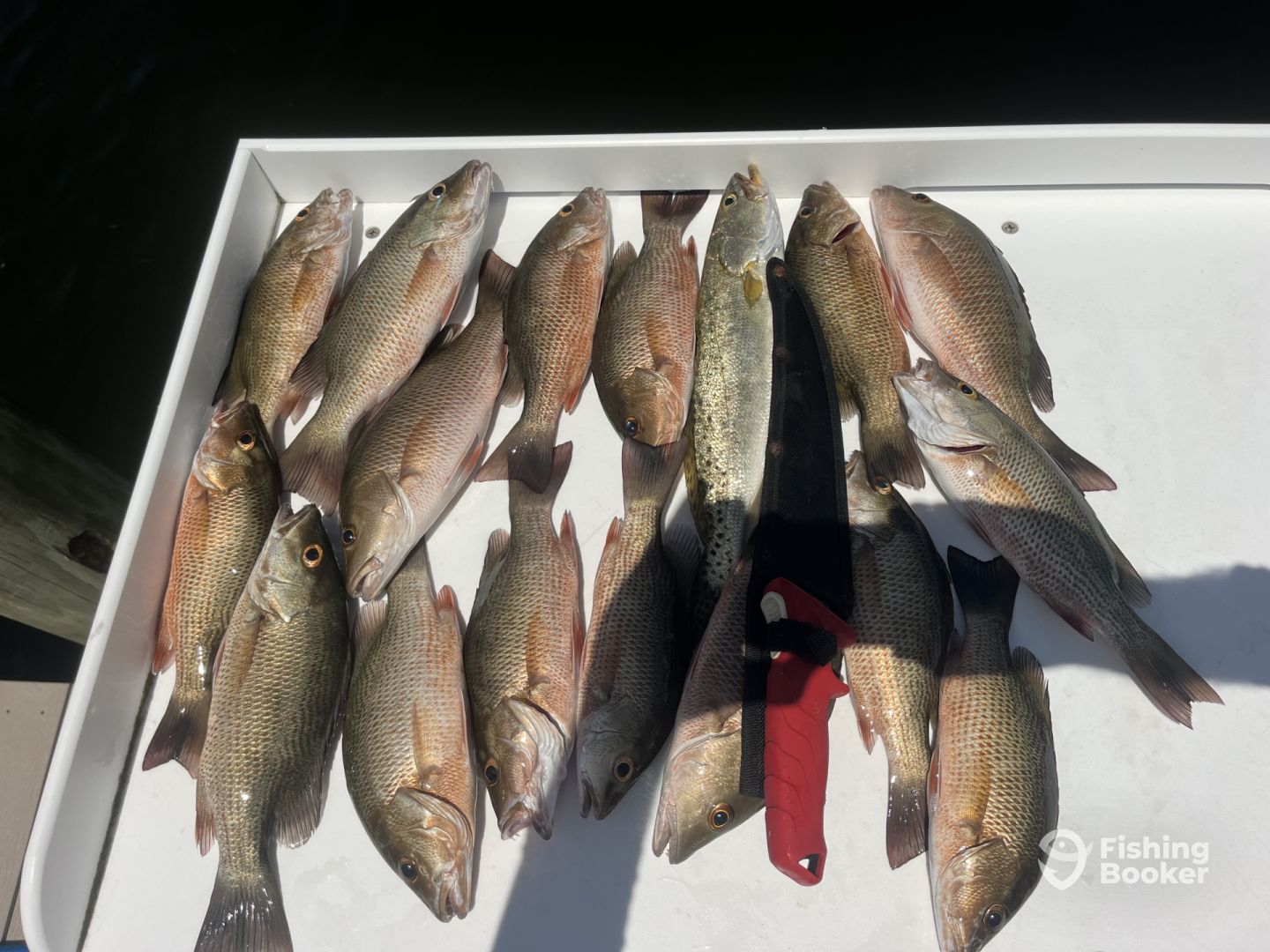 Fort Myers Report Photo 0