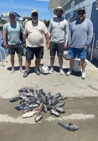Lots of great eating seabass!