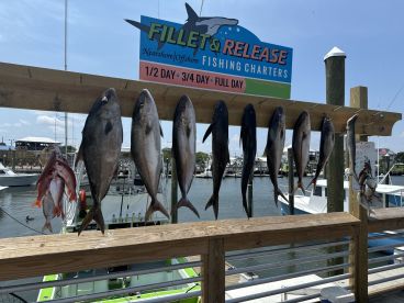 The Cobia run continues 