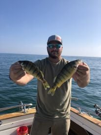 Perch/Bass combo