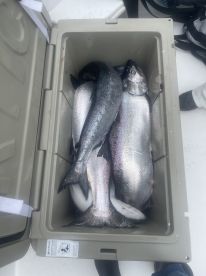 Big king salmon have showed back up to w