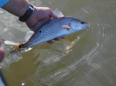 St. Augustine Report Photo 1