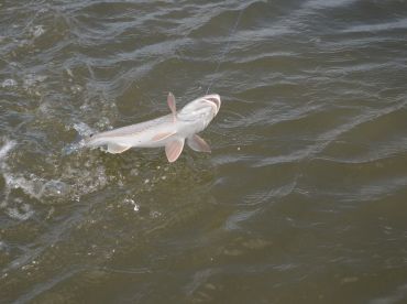 St. Augustine Report Photo 2