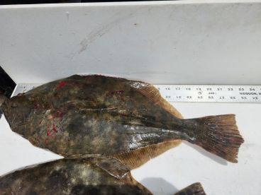 St. Augustine Report Photo 2