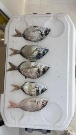 Good bites, rough sea