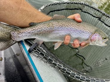 Outstanding Trout fishing close 2 Denver
