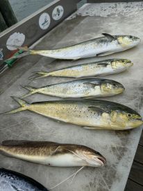 Everyone was catching 