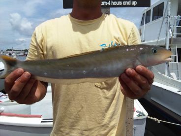 Another odd ball kinda fish called a filefish you never know what your gonna catch