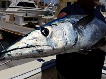 Cabo San Lucas Report Photo 2