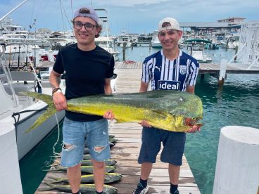 Bull Mahi