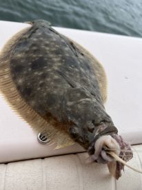 Fluke + seabass action inshore / offshor