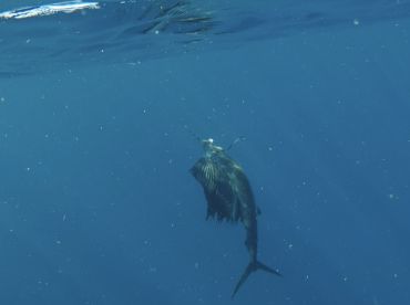 Herradura Report Photo 1