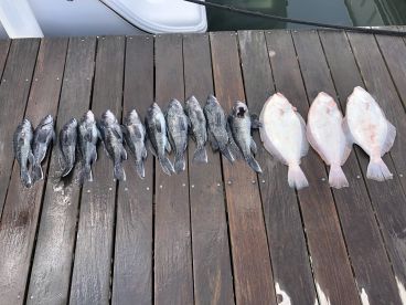 Rehoboth Beach Report Photo 1