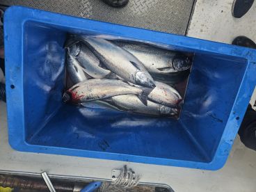 Sooke Report Photo 2