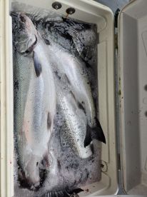 full cooler.