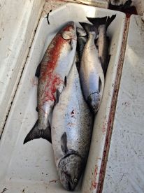 Parksville Report Photo 1