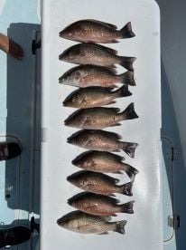 Mangrove snapper