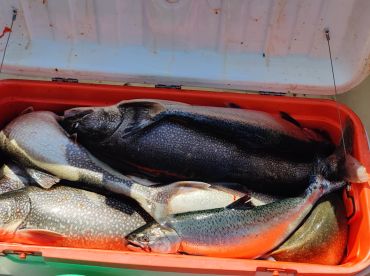 Some heavy catches of lake trout this fa