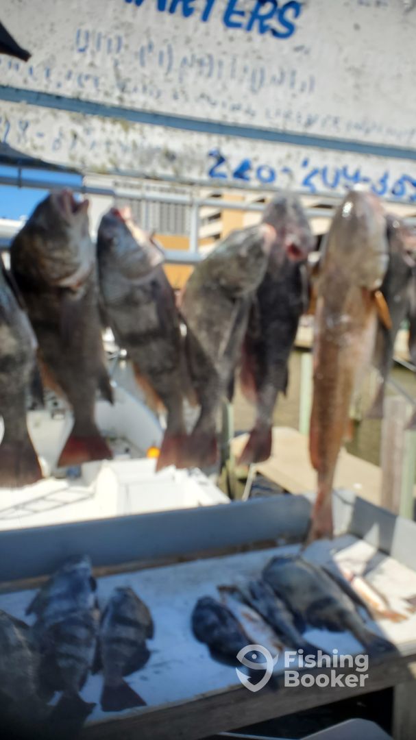 Biloxi Report Photo 0