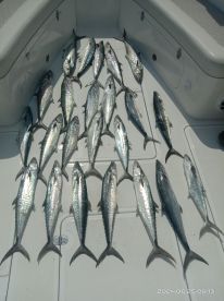 King fish hunting. Exciting day