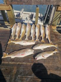 REDFISH,  REDFISH, and more REDFISH. 