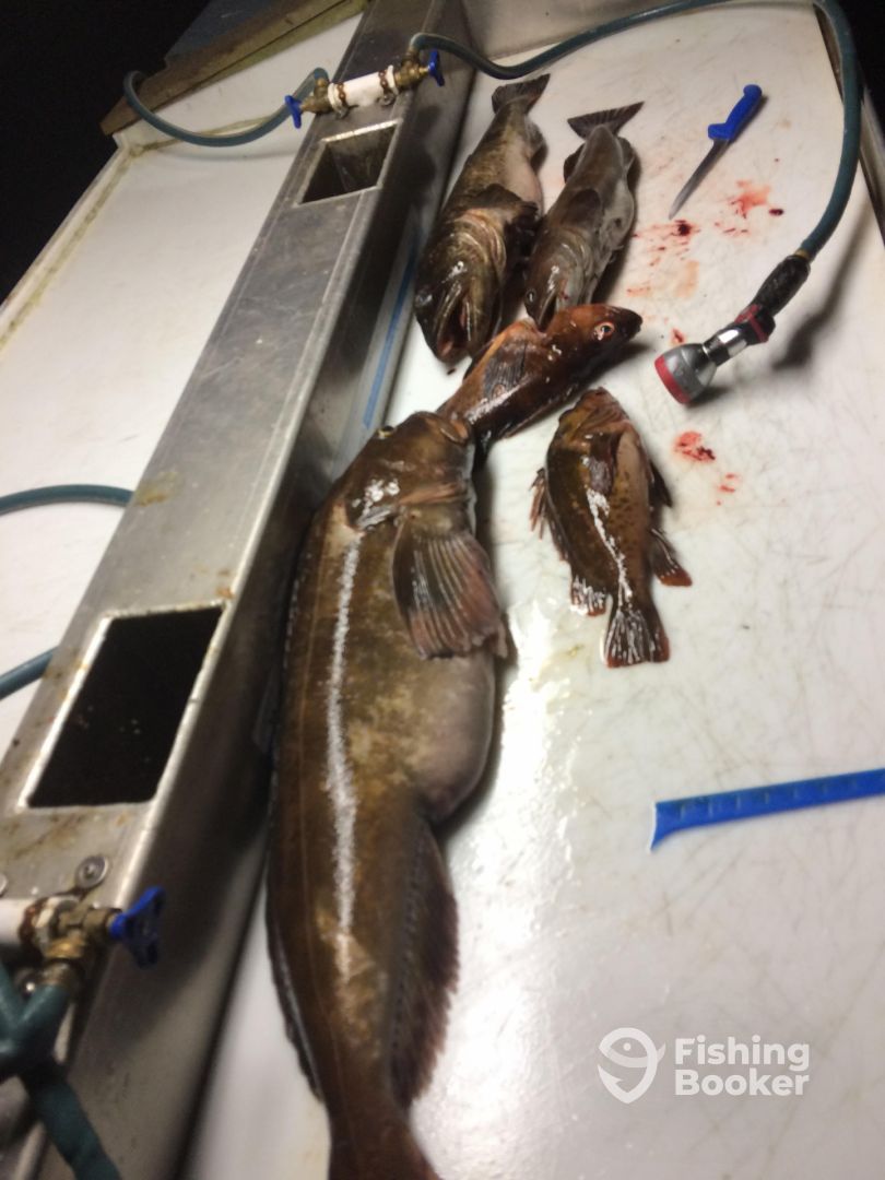 Bottom jigging for ling COD