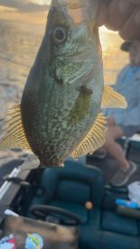 Clewiston Report Photo 2