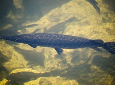 Day in The Everglades