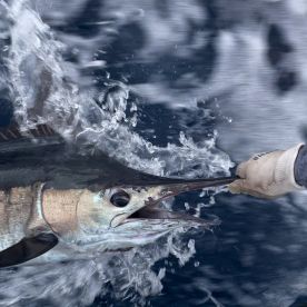 marlin released